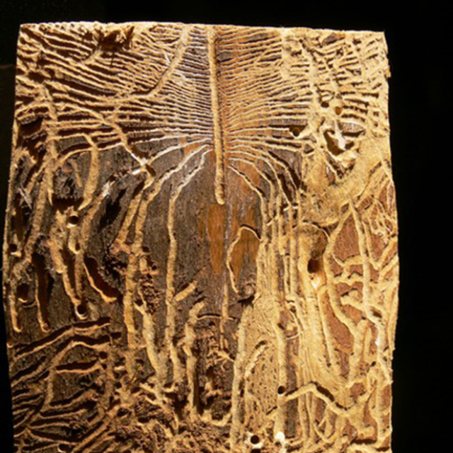 l'alfabeto dei Tarli