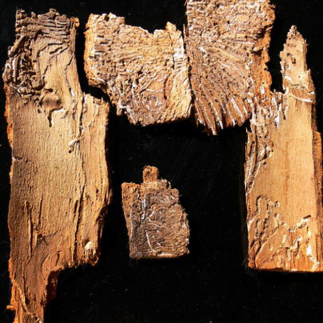 l'alfabeto dei Tarli