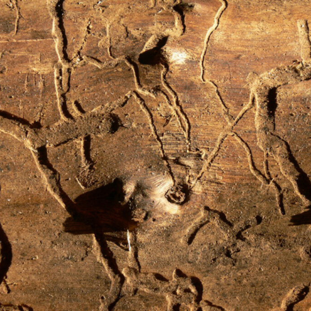 l'alfabeto dei Tarli